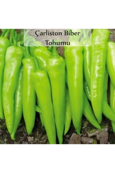Çarliston Biber Tohumu 1 Paket (10gr=1000+ Adet) Yalova Çarliston Biberi Tohumu