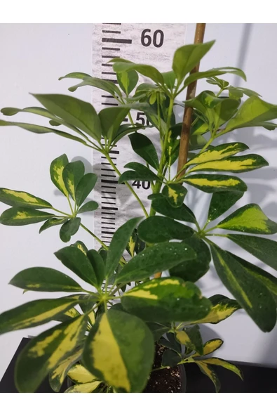 Şeflera Canlı Iç Mekan Bitkisi (SCHEFFLERA) 40-60 Cm - Hızlı Büyüyen Dekoratif Bitki - 2