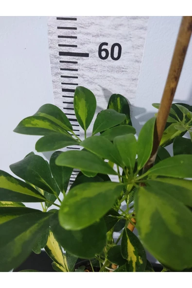 Şeflera Canlı Iç Mekan Bitkisi (SCHEFFLERA) 40-60 Cm - Hızlı Büyüyen Dekoratif Bitki - 4