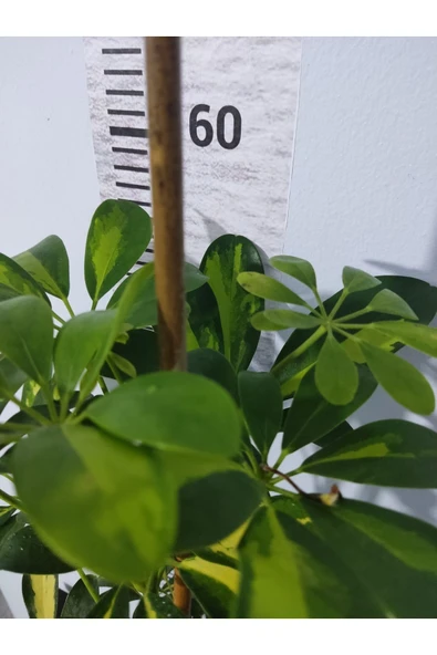 Şeflera Canlı Iç Mekan Bitkisi (SCHEFFLERA) 40-60 Cm - Hızlı Büyüyen Dekoratif Bitki - 3