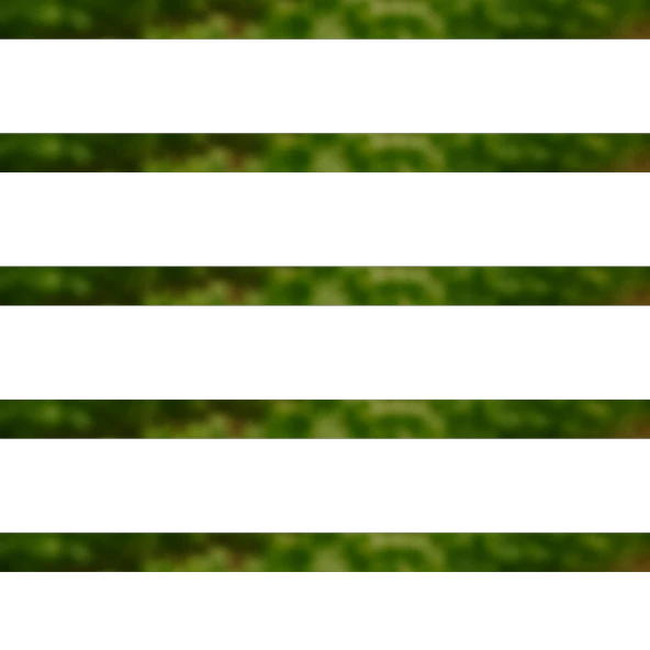 Tere Tohumu 50g - Resim 2