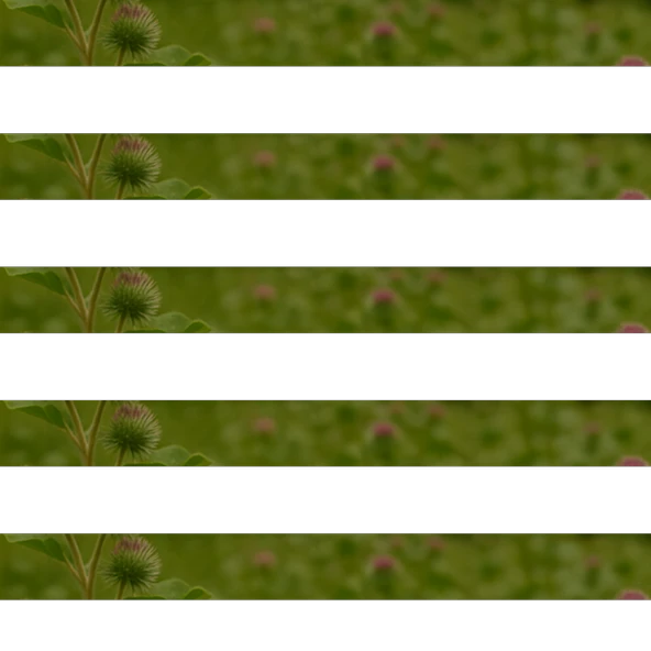 Dul Avrat Otu 40g - Resim 2