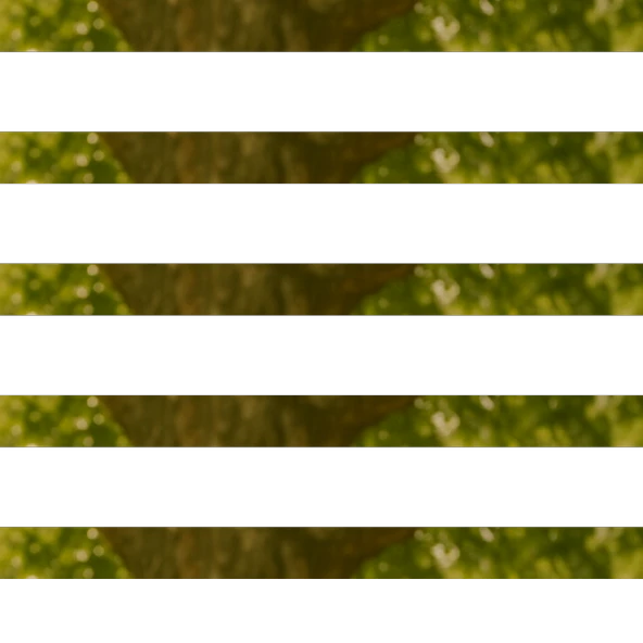 Çınar Yaprağı 25g - Resim 2