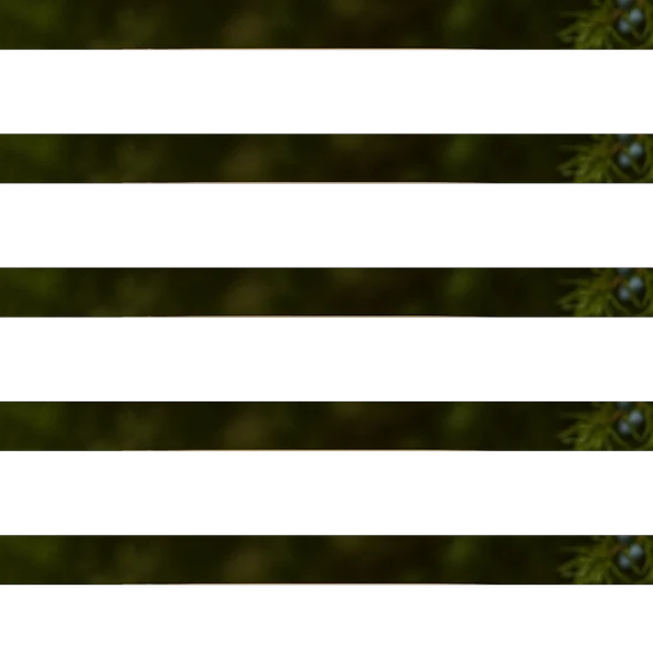 Ardıç Tohumu 100g ürün görseli