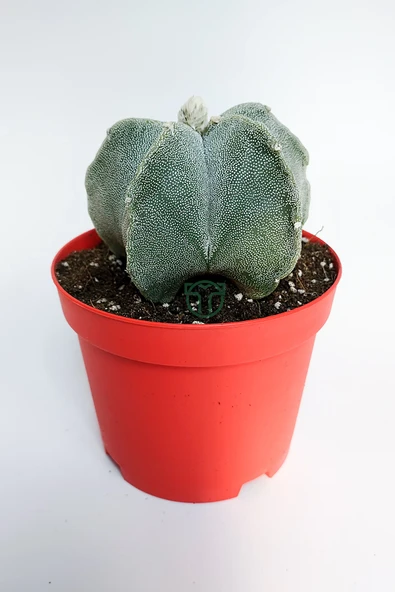 Yıldız kaktüs Astrophytum Myriostigma 5 dilim beyaz özel tür - 3