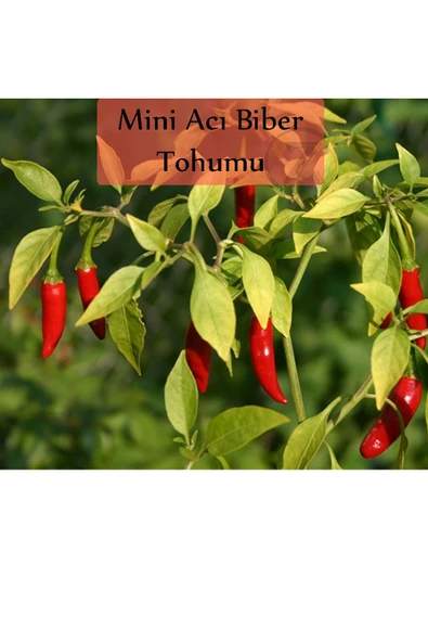 Acı Biber Tohumu 10 Gr (1000+ Adet) Cin Biberi Tohumu Yukarı Bakan ürün görseli