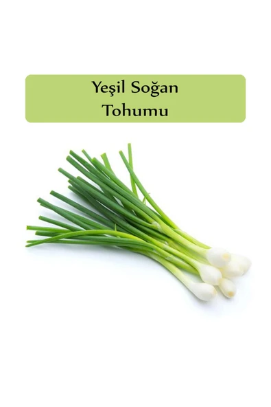 Yeşil Soğan Tohumu 1 Paket (10gr=2000+ Adet) Taze Soğan Tohumu - 2
