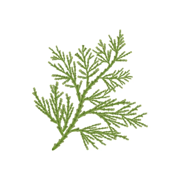 Aktarist Tuya Yaprağı - Thuja Tree Leaf - 3