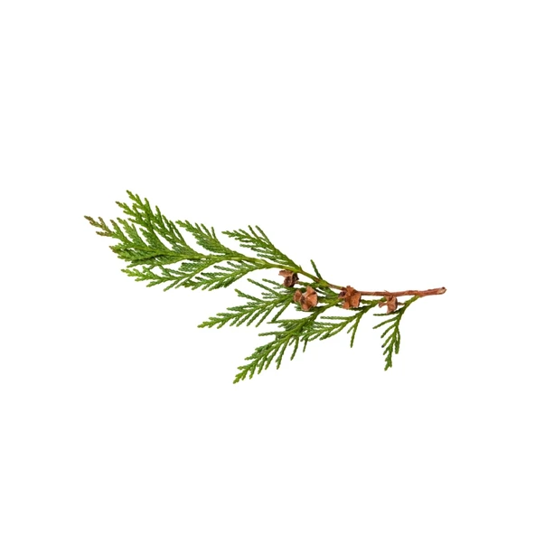 Aktarist Tuya Yaprağı - Thuja Tree Leaf - 2