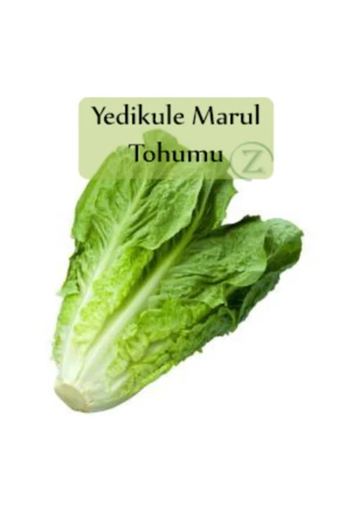 Yedikule Marul Tohumu 1 Paket (10gr=8000+ Adet) Yedi Kule Marul Tohumu