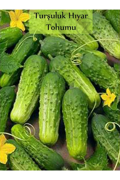 Hıyar Tohumu Kornişon 1 Paket Turşuluk Salatalık Tohumu Ekmeye Uygun Yüksek Verimli Paket Tohum - 4