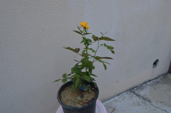 8 LİTRE SAKSIDA  AŞILI SARI GÜL FİDANI - 2