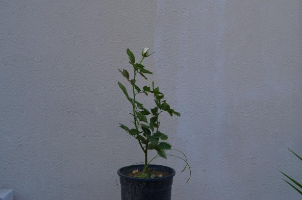 SAKSIDA AŞILI  BEYAZ GÜL FİDANI 100-120 cm - 2