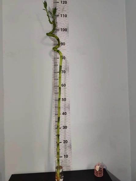 Büyük Boy Bambu Bitkisi 120 CM+ - 1