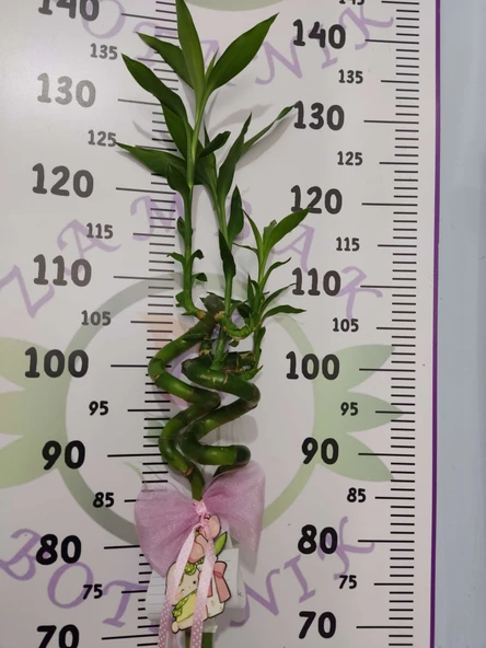 Büyük Boy Bambu Bitkisi 120 CM+ - 3