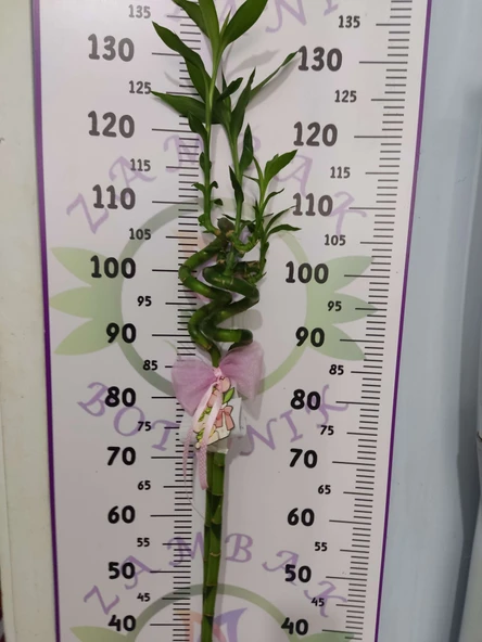 Büyük Boy Bambu Bitkisi 120 CM+ - 2