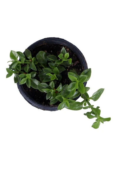 Buz Çiçeği Fidanı Aptenia Cordifolia 10-20 cm - Resim 2