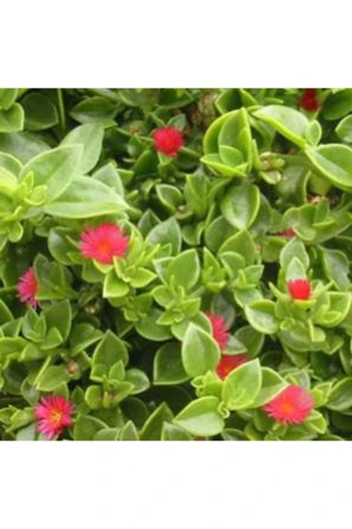 Buz Çiçeği Fidanı Aptenia Cordifolia 10-20 cm - Resim 3