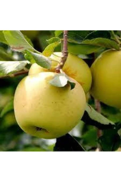 Açık Kök Aşılı Golden Elma Fidanı 40-80 cm