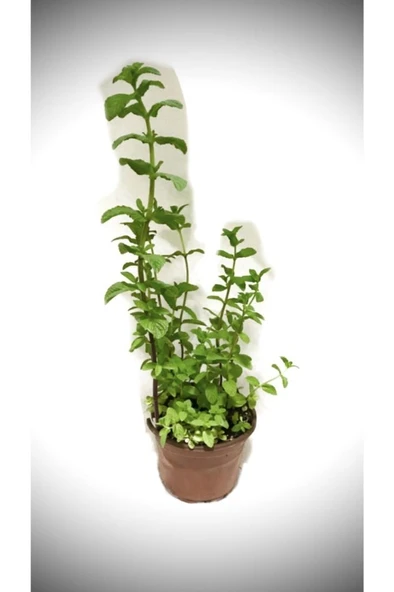 Nane Fidesi Fidanı Saksıda 10-20 cm - Resim 2