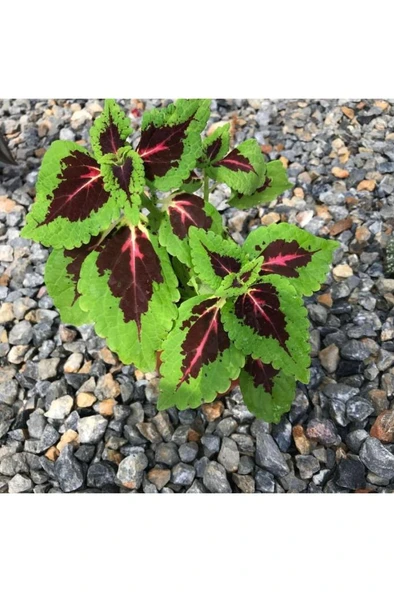 Yaprak Güzeli Fidanı Canlı Çiçek Saksılı 15-20 cm ürün görseli