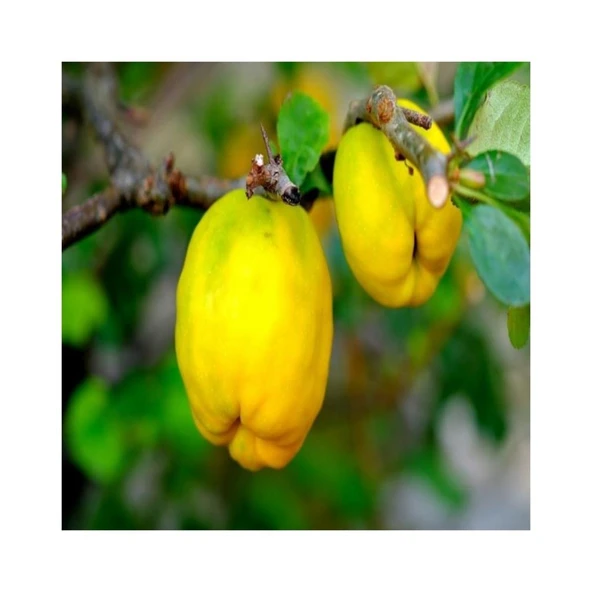 Mayhoş Limon Ayva Fidanı Açık Kök 40-80 cm
