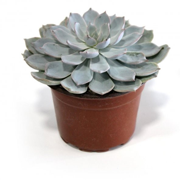 Echeveria Peacockii Sukulent Kaktüs Çiçek Antalya - 1