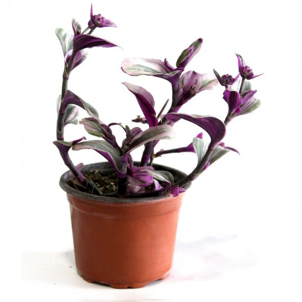 Telgraf Çiçeği Tradescantia Zebrina Mor Etli Bitki