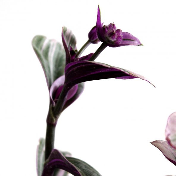 Telgraf Çiçeği Tradescantia Zebrina Mor Etli Bitki - 2