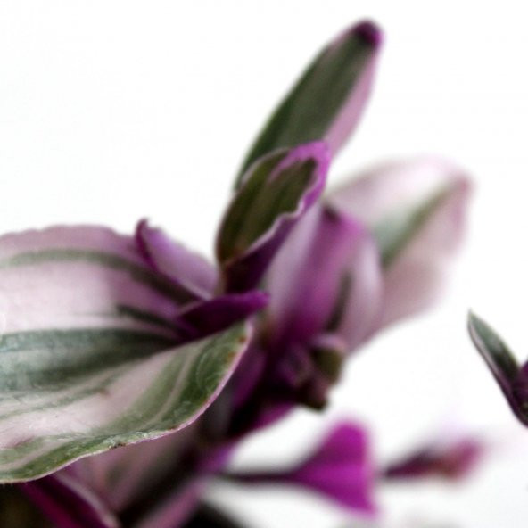 Telgraf Çiçeği Tradescantia Zebrina Mor Etli Bitki - 3