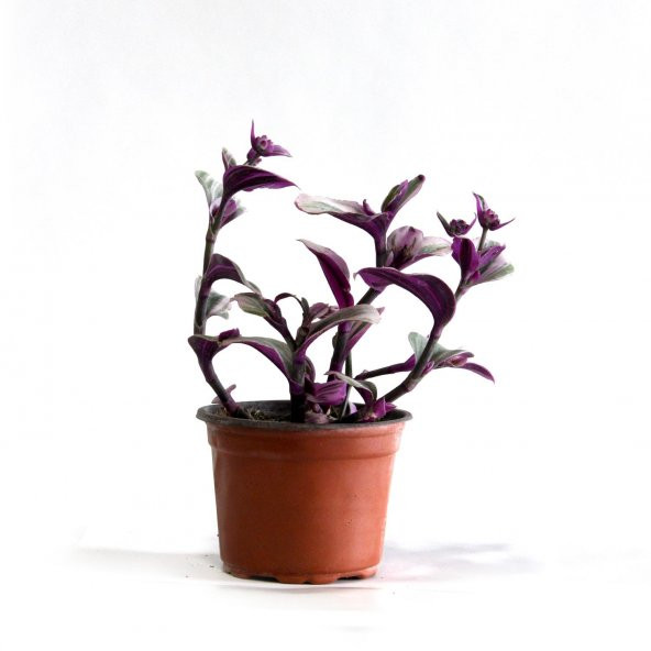 Telgraf Çiçeği Tradescantia Zebrina Mor Etli Bitki - 6