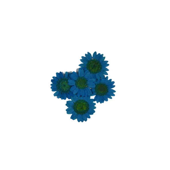 Preslenmiş Kurutulmuş Papatya Çiçek Bitkiler Epoksi Reçine Kolye Takı Papımı (5 Adet)  Saks Mavi