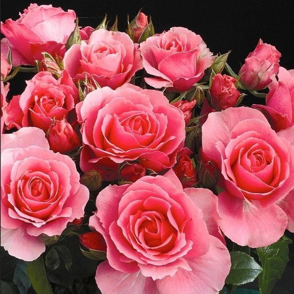 Tüplü Koleksiyonluk İri Goncalı Esma Nar Çiçeği Yediveren Kokulu Gül Fidanı ürün görseli