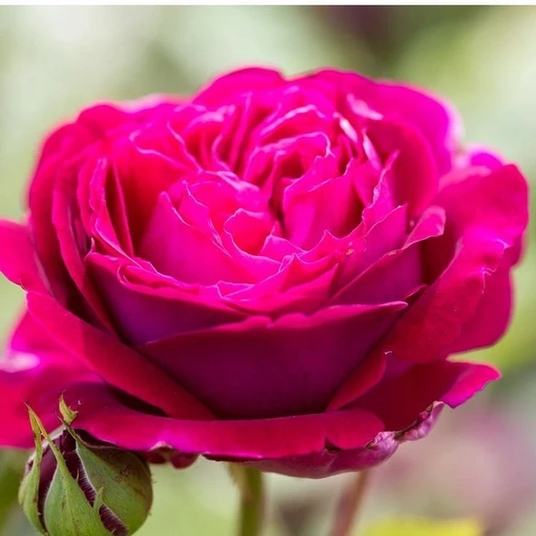 Tüplü Bright Pink Yediveren Yoğun Kokulu Gül Fidanı ürün görseli