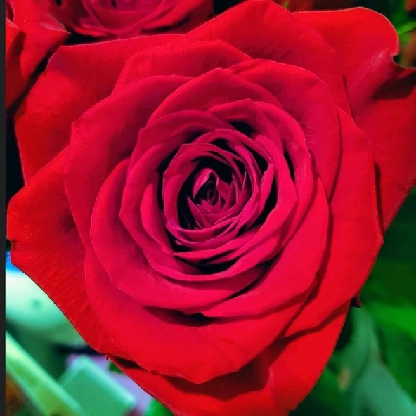 Tüplü Yediveren Schakira Soğuklara Dayanıklı Gül Fidanı ürün görseli