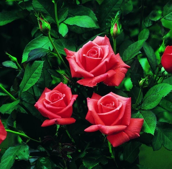 Tüplü Kordes Lady Rose Kokulu Gül Fidanı ürün görseli