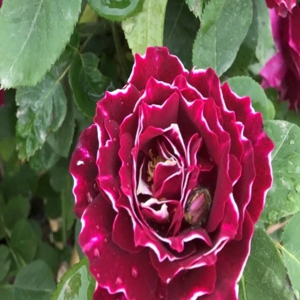 Tüplü Kokulu Clove Rose Karanfil Yediveren Sarmaşık Gül Fidanı ürün görseli