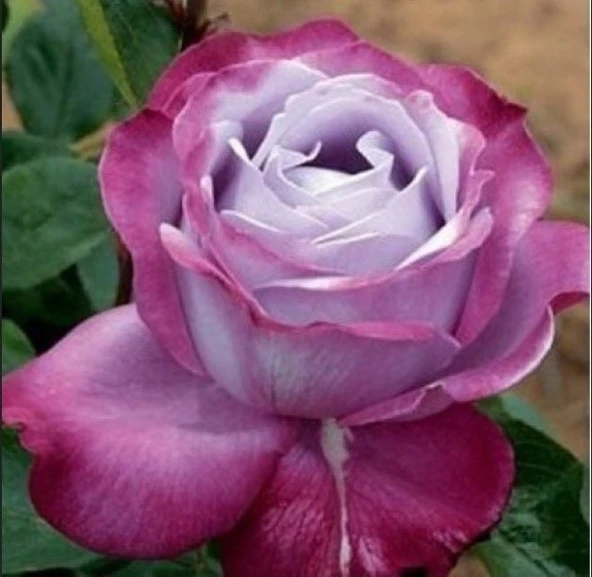 Tüplü Kokulu Blue River Yediveren Mor Gül Fidanı ürün görseli