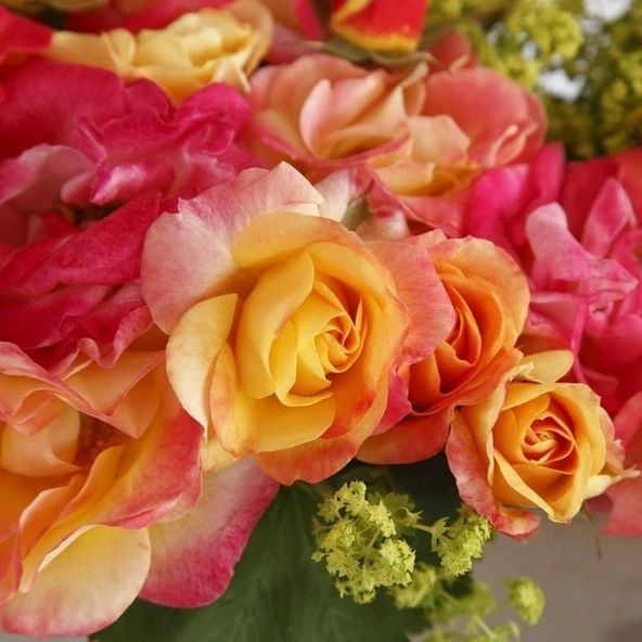 Tüplü Soğuklara Dayanıklı Çok Goncalı Firebird Yediveren Gül Fidanı ürün görseli