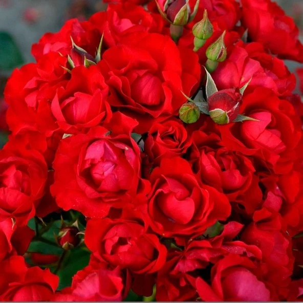 Tüplü Kokulu Yer Örütücü Soğuklara Dayanıklı Schloss Mannheim Yediveren Gül Fidanı ürün görseli