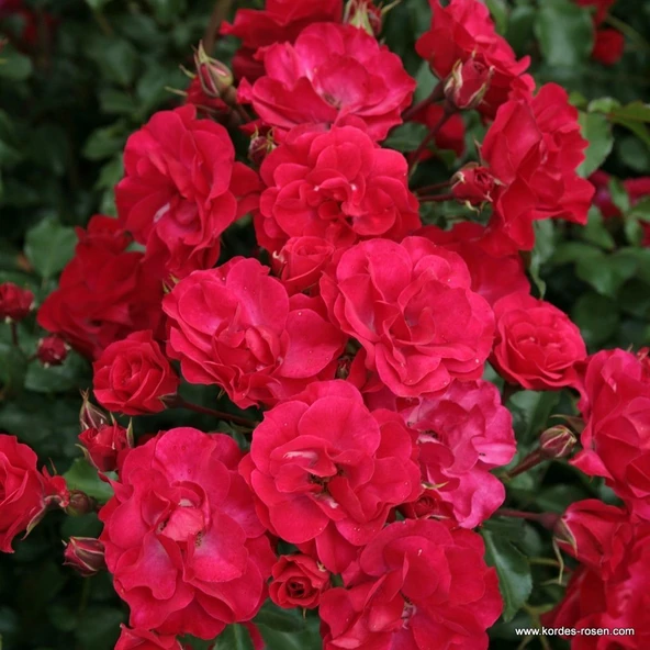 Tüplü Kokulu Çok Goncalı Yayılıcı Rotilia Soğuklara Dayanıklı Gül Fidanı ürün görseli