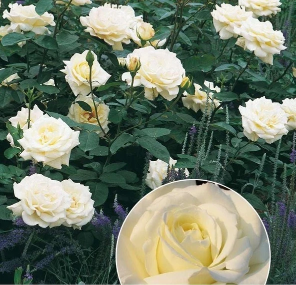 Tüplü Soğuklara Dayanıklı Yediveren Memoire Kokulu Gül Fidanı ürün görseli