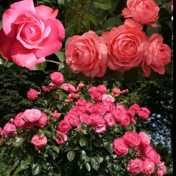 Tüplü Yediveren Çok Goncalı Soğuklara Dayanıklı Rosanna Gül Fidanı ürün görseli