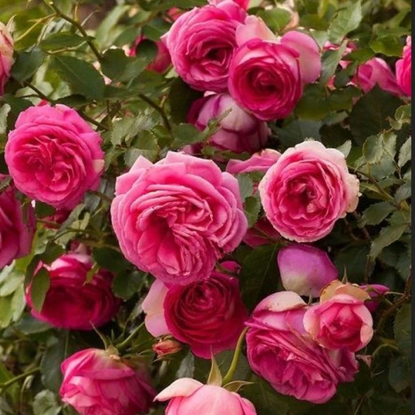 Tüplü Soğuklara Dayanıklı Kokulu Rosa Rampicanti Pembe Sarmaşık Gül Fidanı ürün görseli