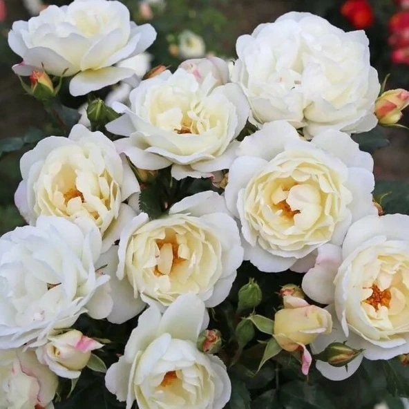 Tüplü Koleksiyonluk Kokulu Weisse Wolke Yediveren Gül Fidanı ürün görseli