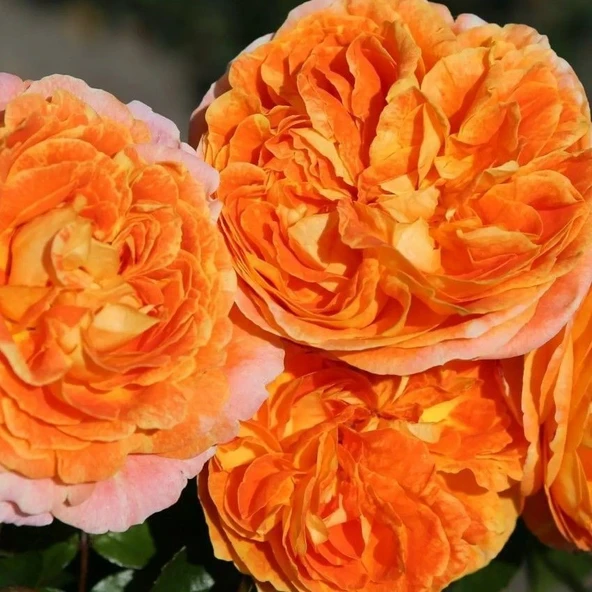 Tüplü Katmerli Turuncu Koleksiyonluk Hyrid Tea Kokulu Samba Yediveren Gül Fidanı ürün görseli