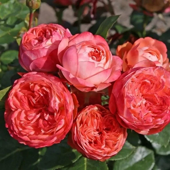 Tüplü Çok Goncalı Soğuklara Dayanıklı Kokulu Pompeji Yediveren Gül Fidanı - Resim 2