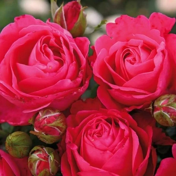 Tüplü Cherry Lady Yediveren Gül Fidanı ürün görseli