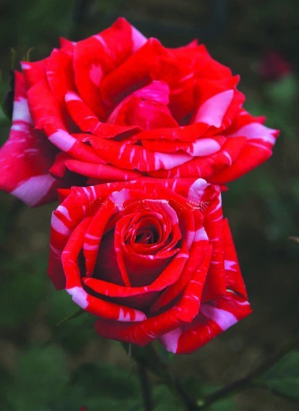 Tüplü Soğuklara Dayanıklı Yediveren Kokulu Sultana Gül Fidanı ürün görseli