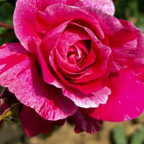 Tüplü Nadir Fleurette Sarmaşık Kordes Yediveren Sarmaşık Gül Fidanı ürün görseli